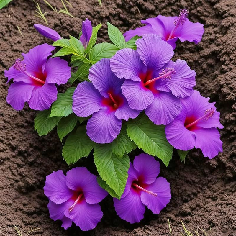 30+ Mix Exotic Hibiscus Seeds for Planting Perennial Outdoor Garden Flowers