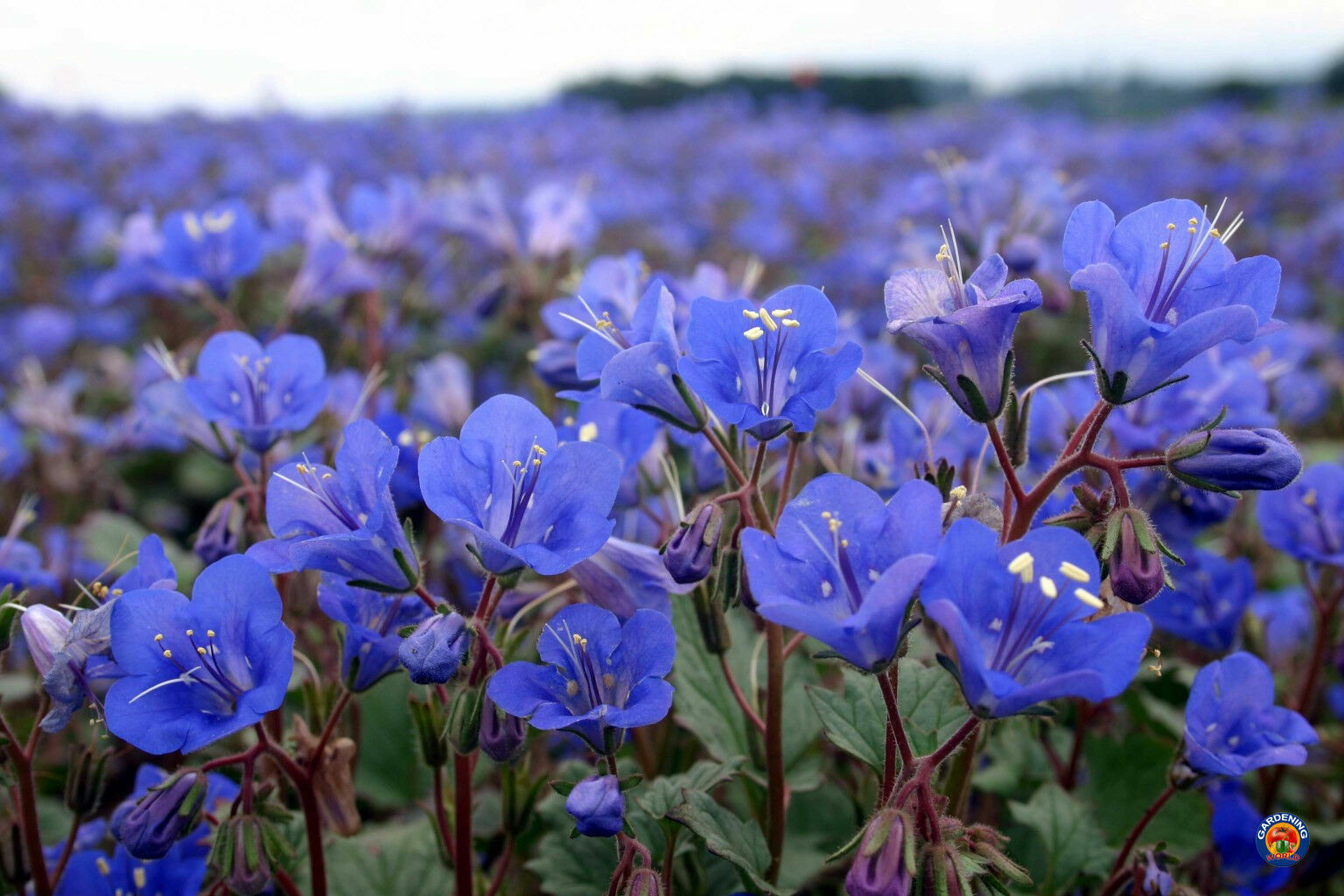California Bluebell Desert Canterbury Flower Seeds Phacelia (500 to 5000 SEEDS)
