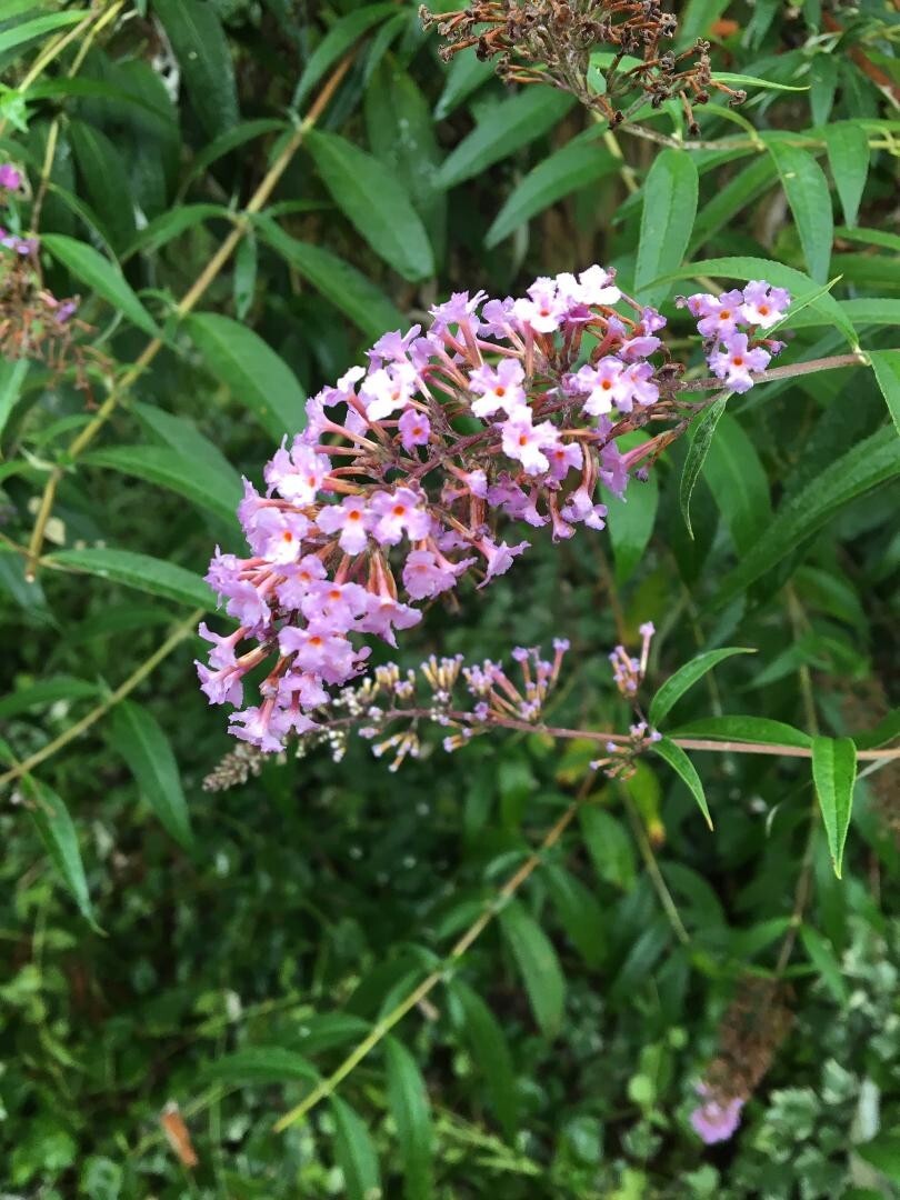 500 + Seeds of PINK Delight Butterfly Budhelia Bush True Perennial USA Seller
