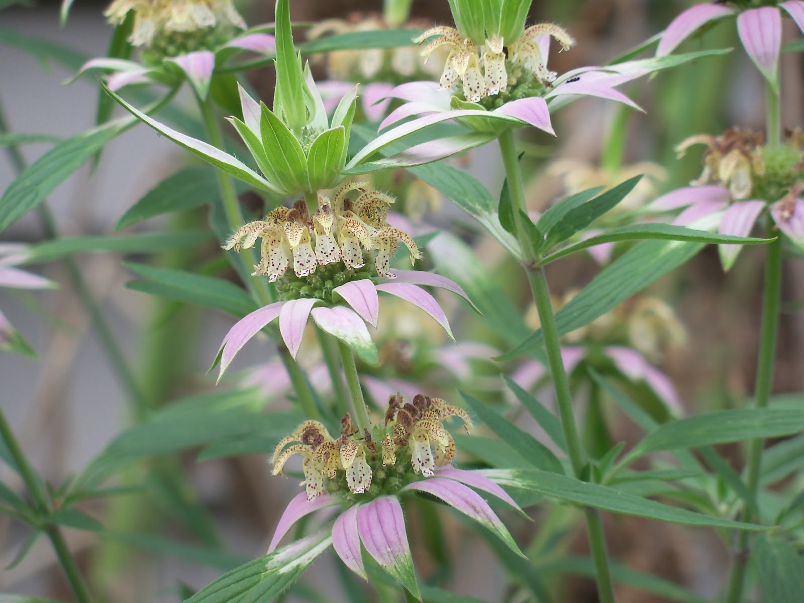 301+SPOTTED BEE BALM Flower Seeds Native Wildflower Herbal Tea Medicinal Plant