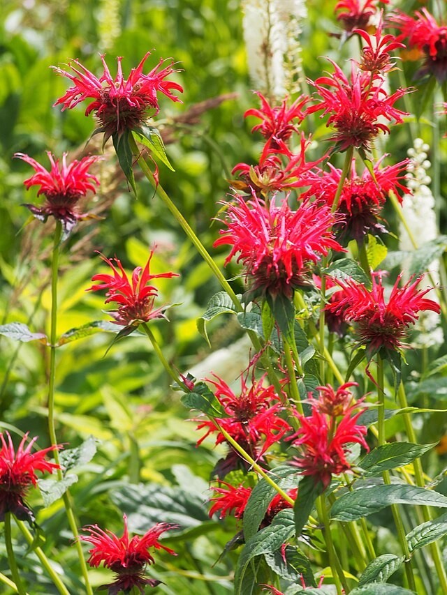 Monarda didyma | Scarlet Beebalm | 50 Seeds