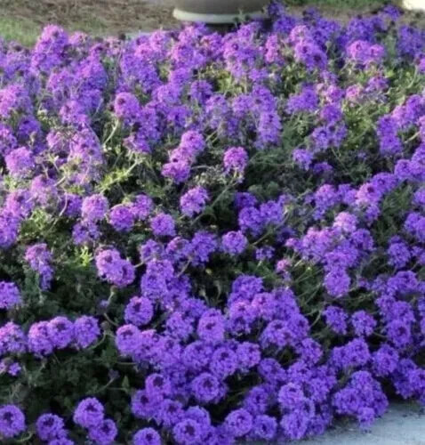 860 SEEDS -MOSS VERBENA attracts butterflies GroCo USA – BUY ANY 15=SHIPS FREE