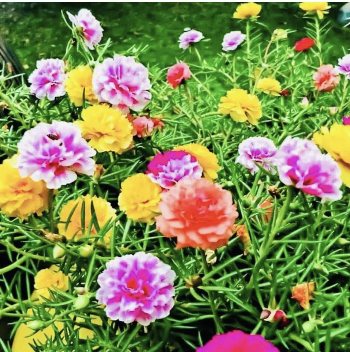 7000 seeds hoa 10 gio kep My Moss Rose Double Mix Flower – Portulaca grandiflora