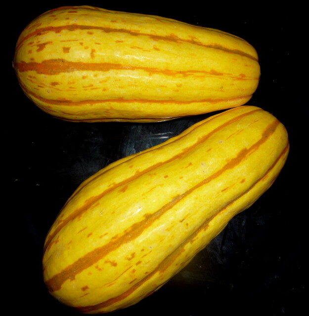 25+ GIANT DELICATA BOHEMIAN WINTER SQUASH SEEDS 1-2 LBS 5-10″ ORGANICALLY GROWN!