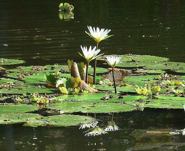 Nymphaea ampla | Dotleaf Waterlily | White Lotus | White Water Lily | 10 Seeds