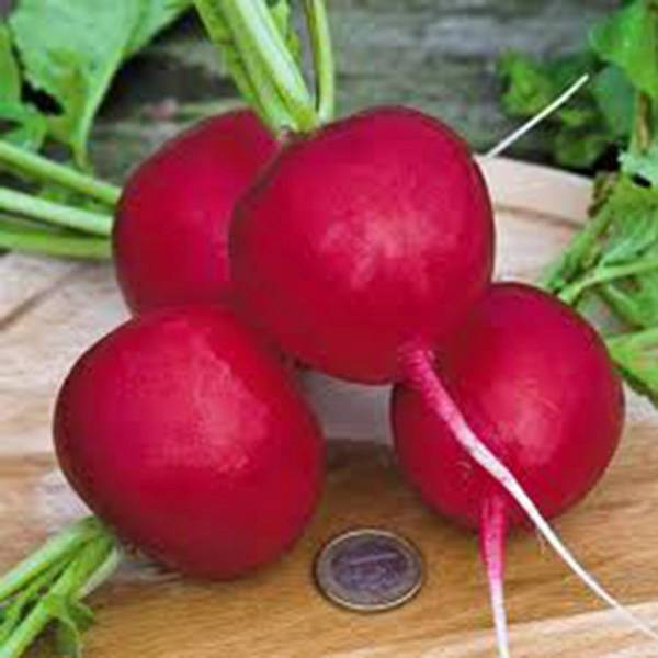 RADISH SEED, CHAMPION, HEIRLOOM, NON GMO, 1000+ SEEDS, PERFECT RADISHES