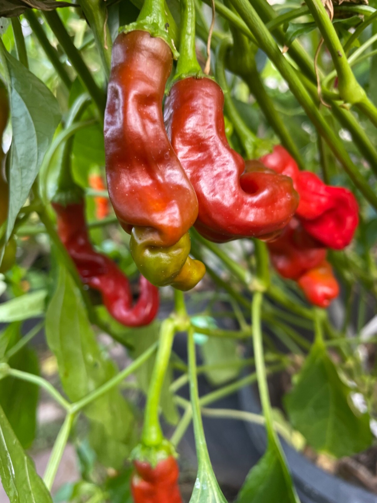 40+ Rare Red Authentic Penis Peter Pepper Seeds. Hot Heirloom Non Gmo