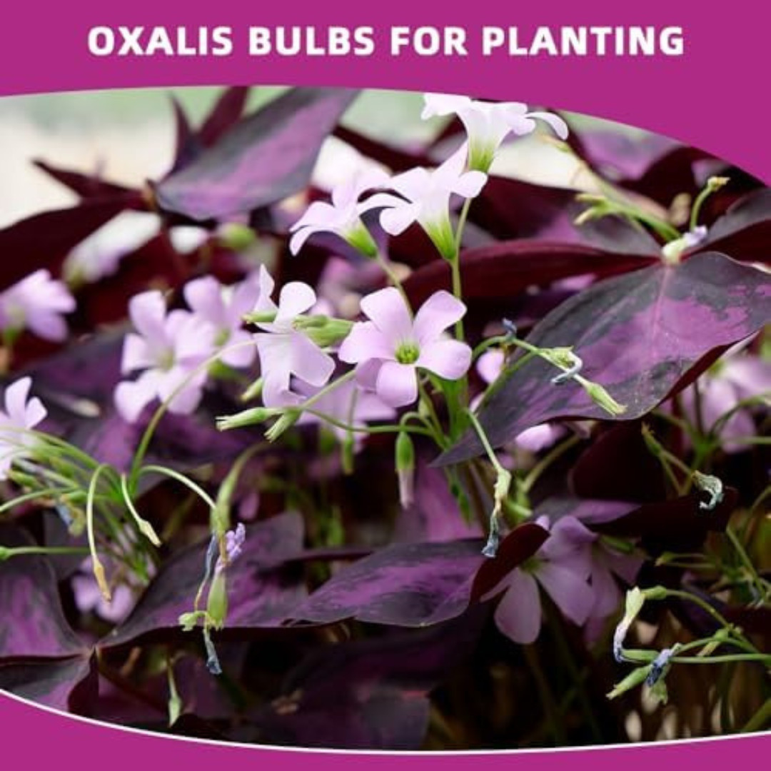 20PCS Purple Shamrocks Bulbs Good Luck Plant Oxalis Bulbs for Planting Oxalis