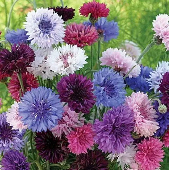 CORNFLOWER Bachelor Button Landscaper’s Bulk Pack Heirloom Non-GMO 1500 Seeds!