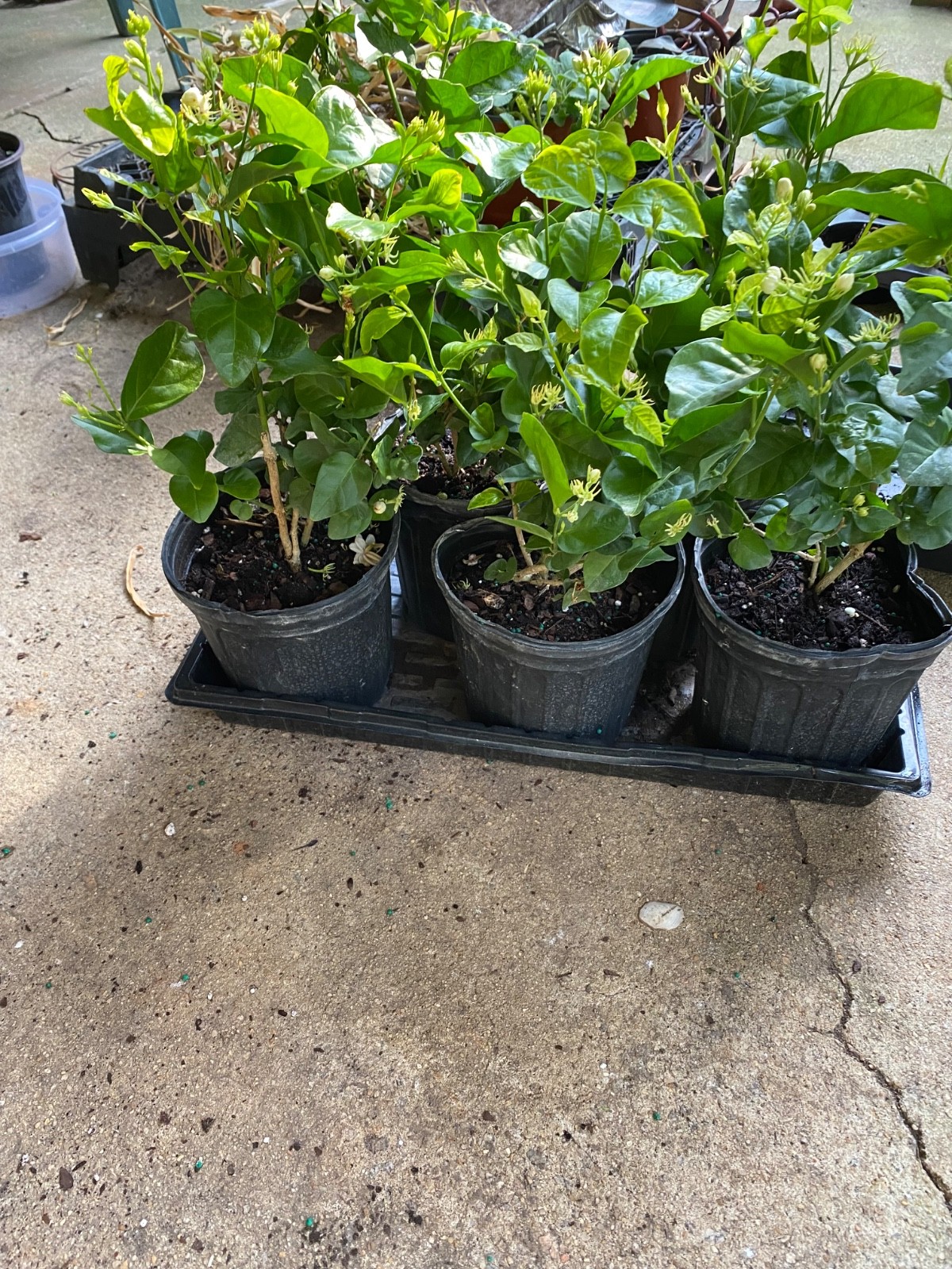 MAID OF ORLEANS JASMINE~Jasminum sambac~ 15” bush~Extremely Fragrant