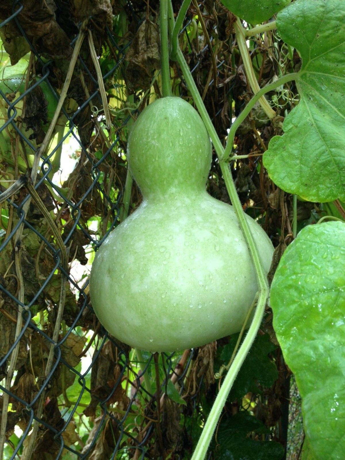 Birdhouse Gourd Seeds 10 Ct Garden HEIRLOOM NON-GMO USA SELLER FREE SHIPPING