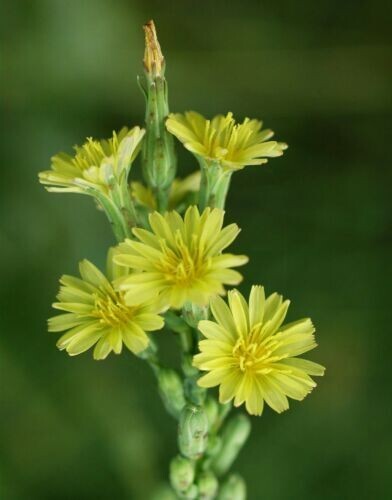 Prickly Lettuce (Lactuca serriola) Seeds