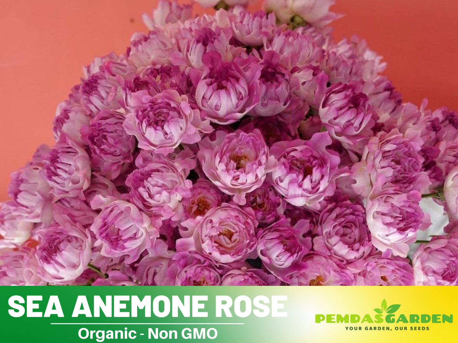 30+ Seeds| Sea Anemone Perennial Rose Seeds