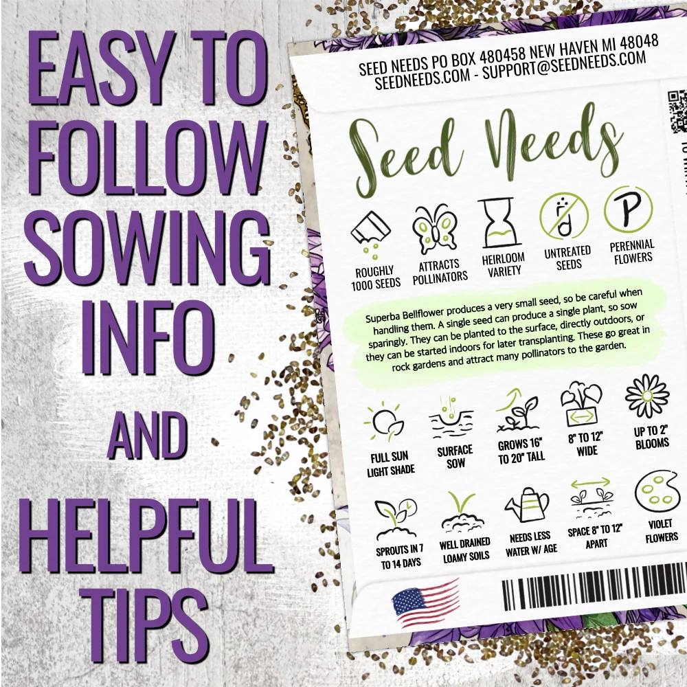 Bellflower Superba Seeds For Planting (Campanula glomerata)