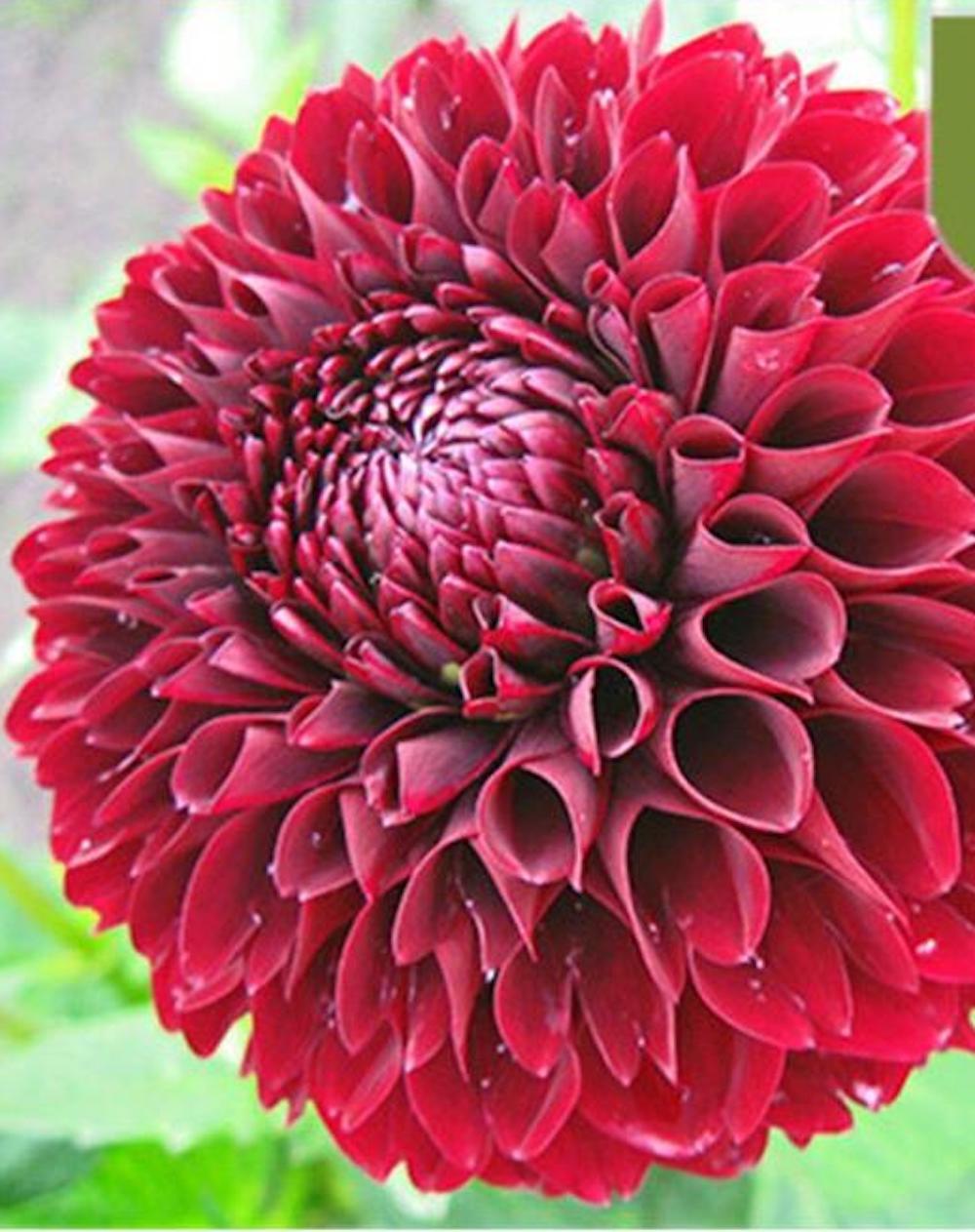 20 SEEDS DAHLIA blossom flowering bud rare bloom exotic garden plant 18 colors
