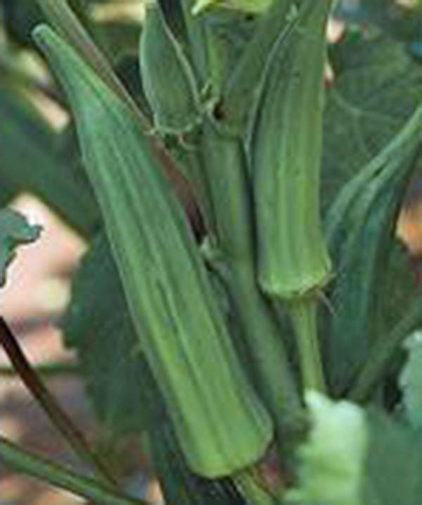 OKRA SEED, EMERALD, HEIRLOOM, NON GMO, 500 SEEDS, GARDEN OKRA SEED
