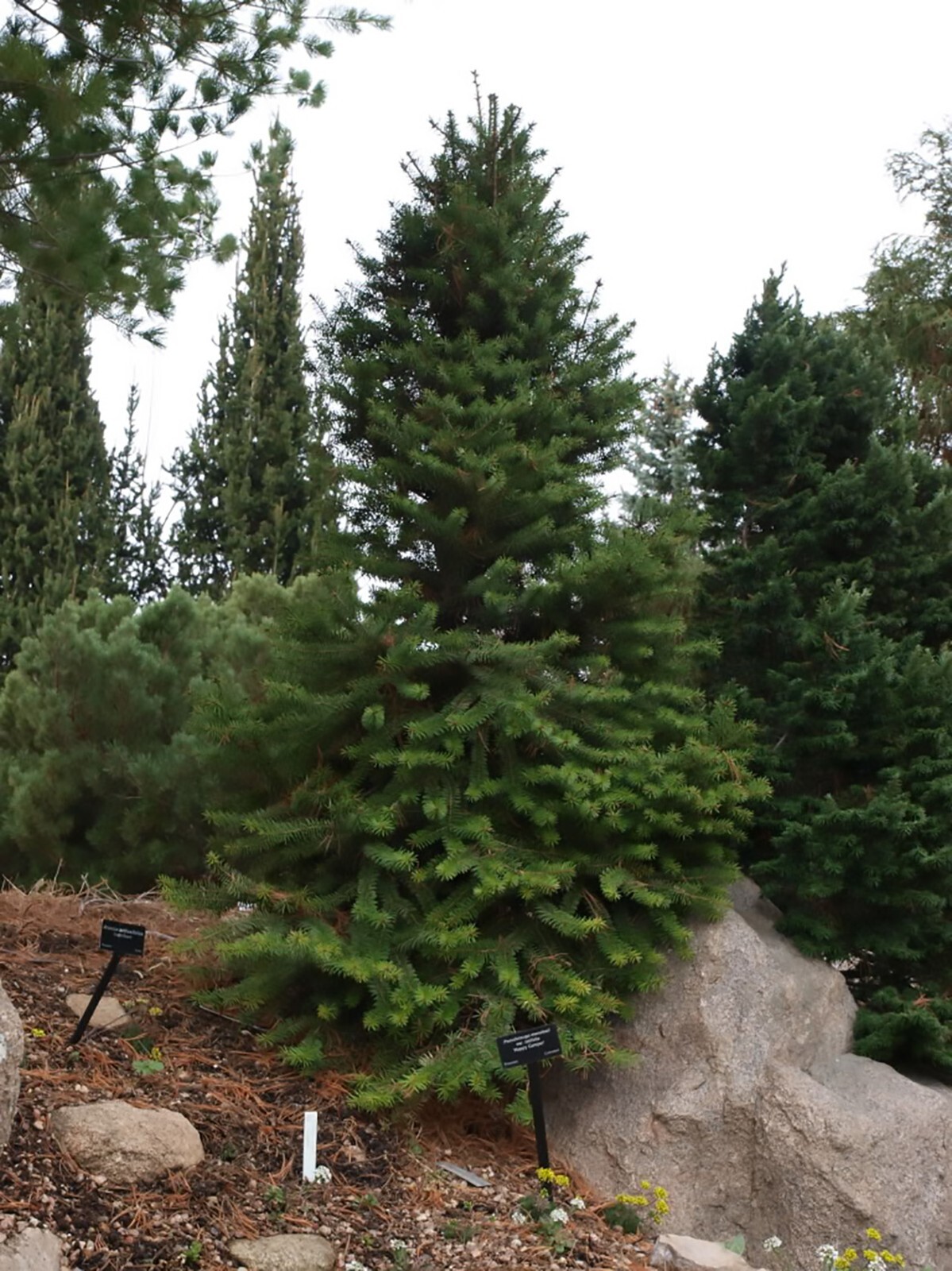 Green Douglas Fir, Pseudotsuga menziesii, Tree Seeds