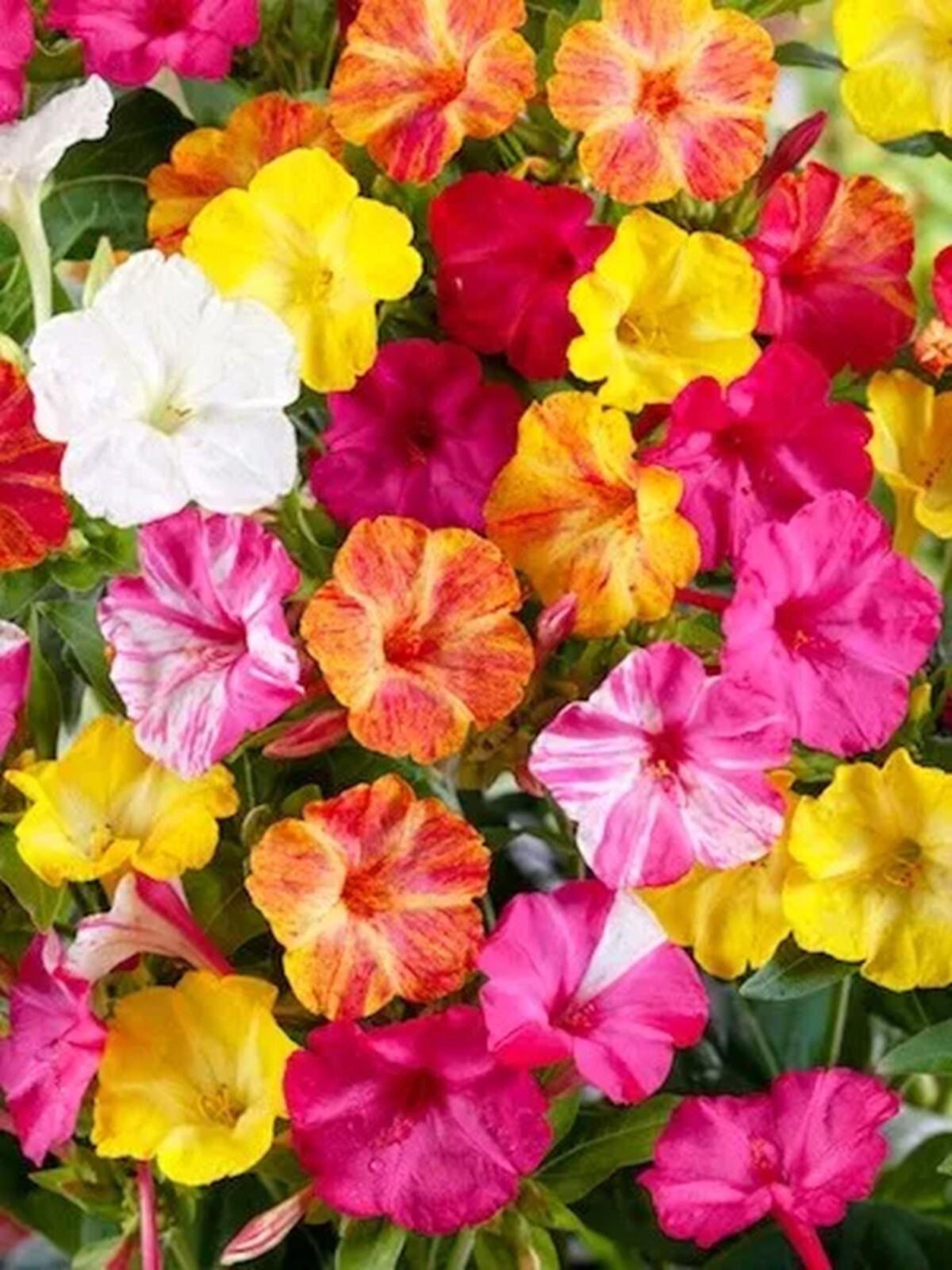 25 Maixed 4 O’Clock Seeds Fragrant Flowers Perennial Mirabilis Jalapa