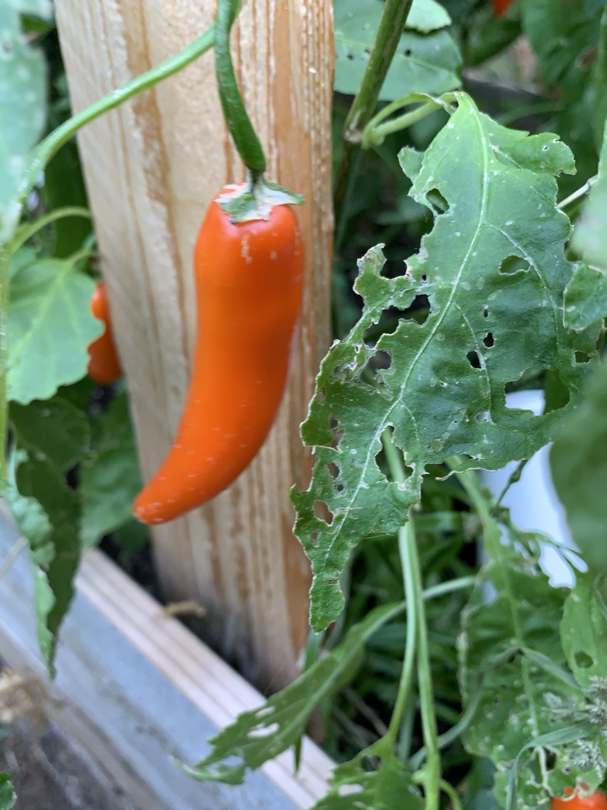 25+ Orange Spice Jalapeno Pepper Seeds 🇺🇸 USA Grown 100% Organic Spicy Fruit