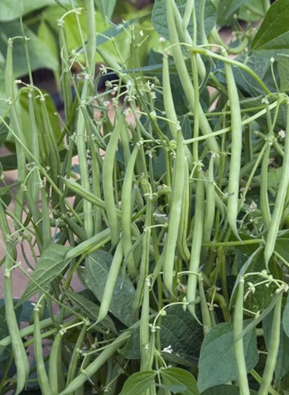 Petite French Filet Stringless Bush Bean (Haricot Vert) Fresh Seeds – Heirloom