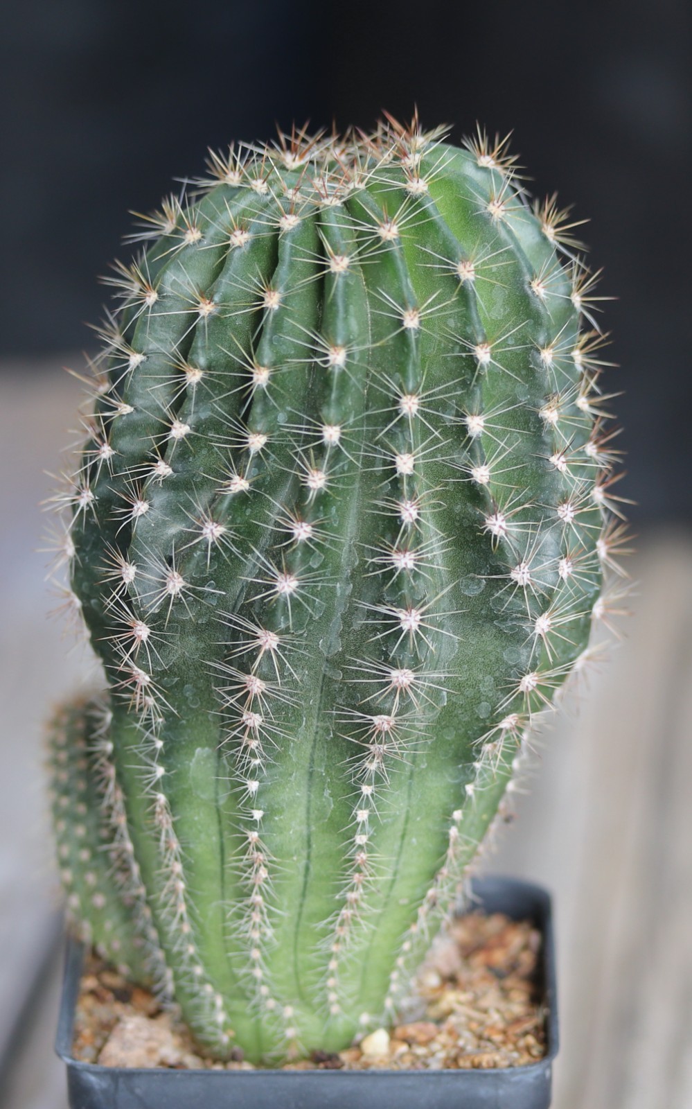 Echinopsis hybrid ‘Hans Sachs’