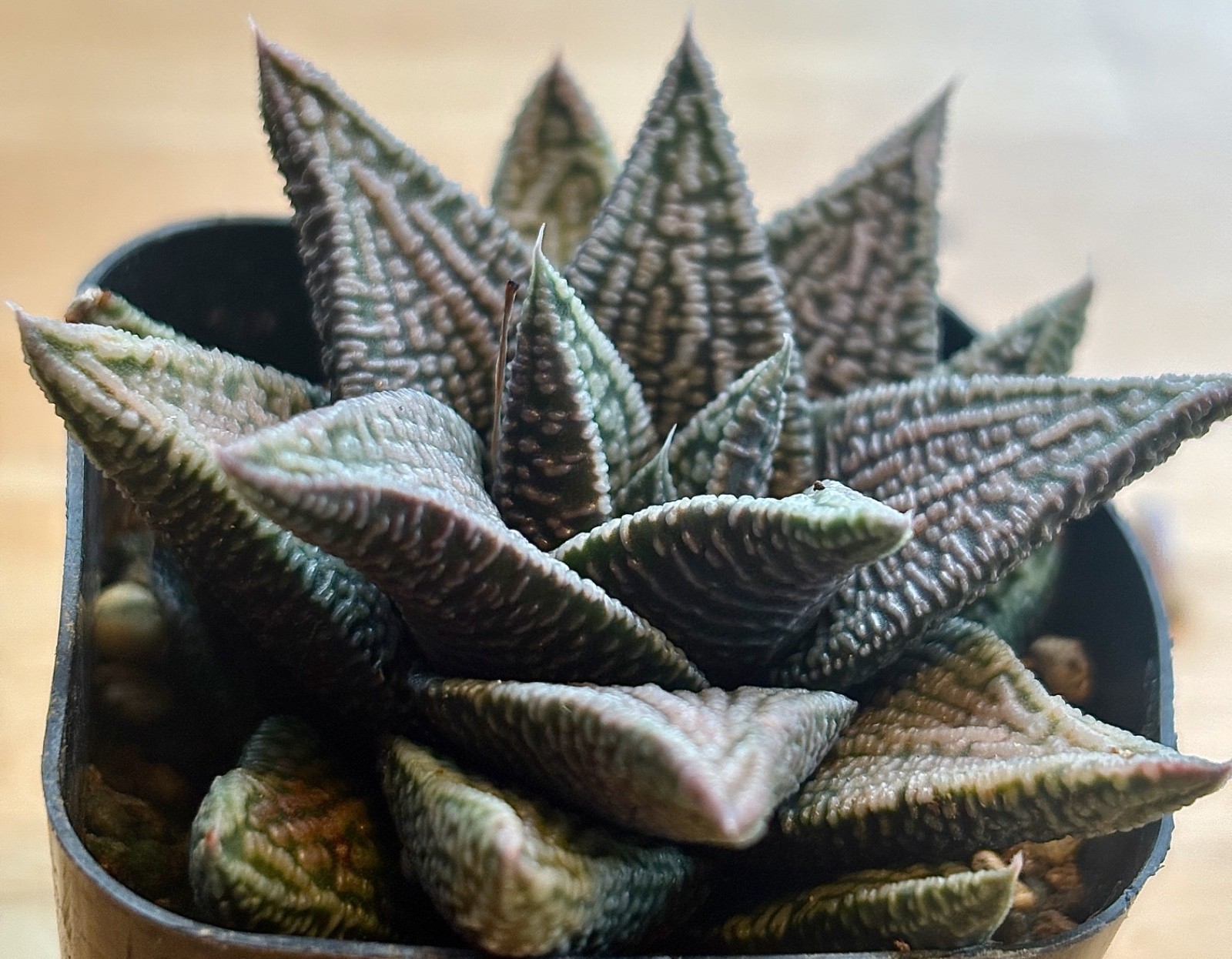 Haworthiopsis/Tulista pumila Hybrid ” Marble Queen” Haworthia succulent cactus