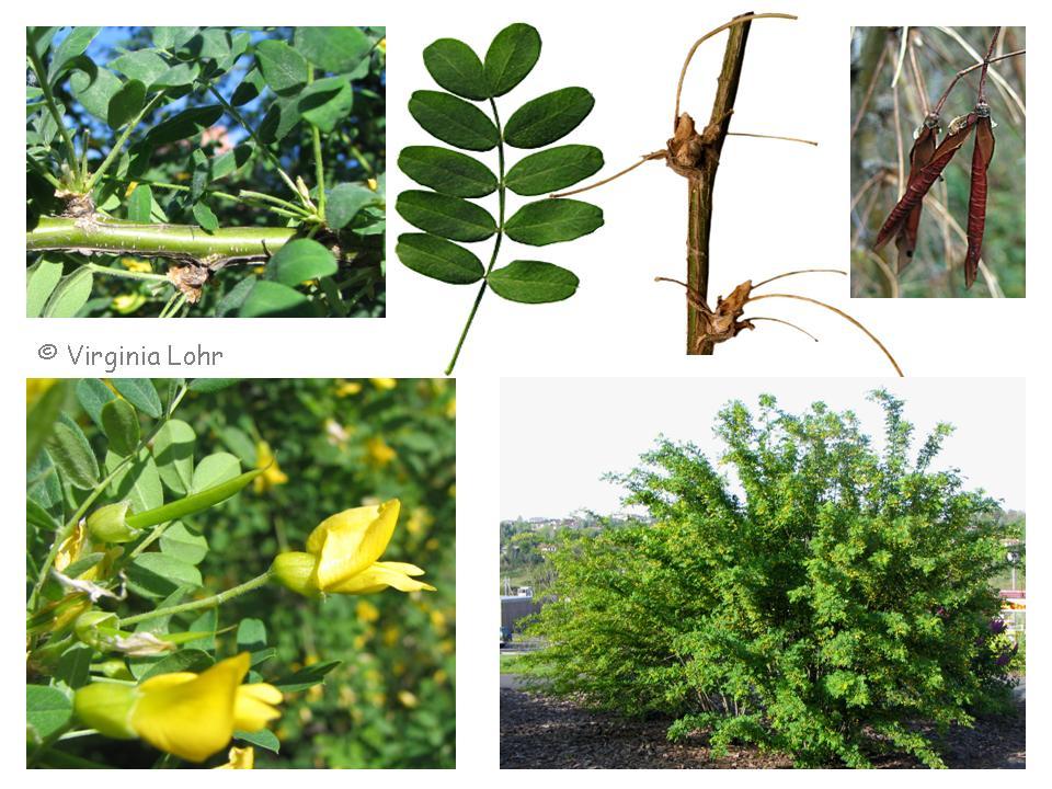 Siberian Pea Tree, Caragana arborescens, Seeds