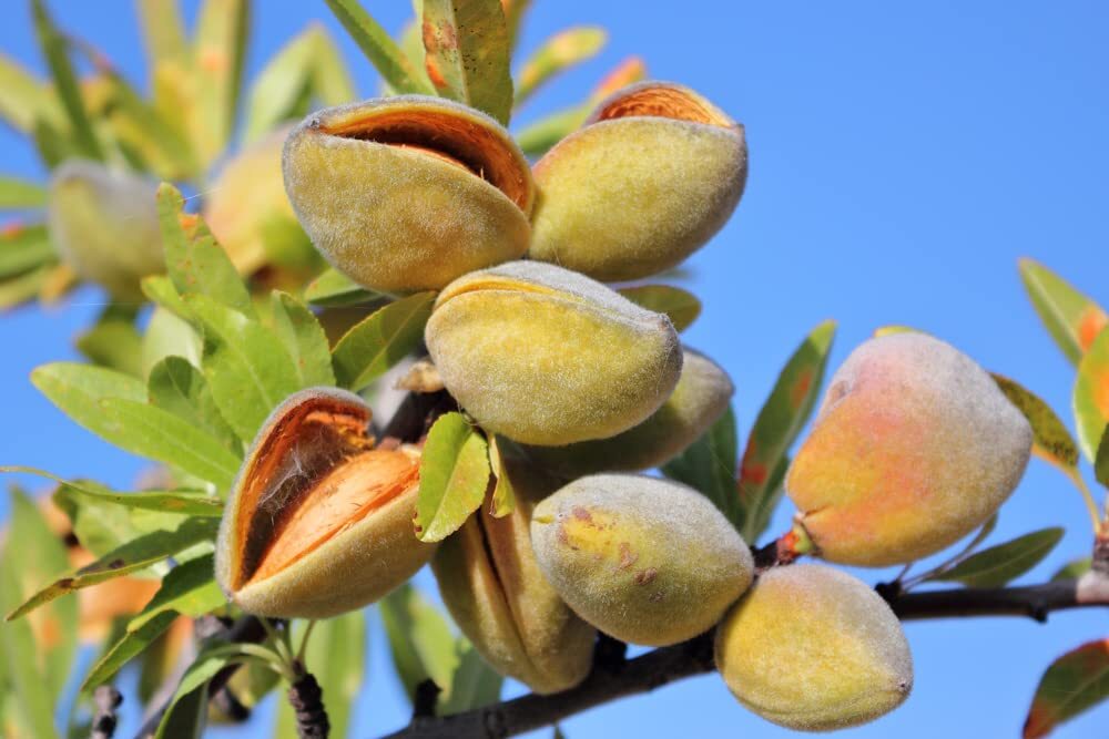 Almond Tree Seeds – 20 Seeds – Grow Almonds Trees