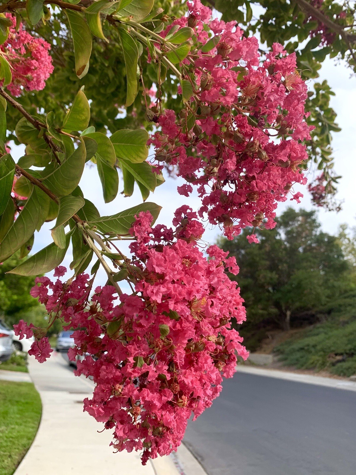 Pink Lagerstroemia indica, Dwarf Crape Myrtle, 100 Seeds 2024 – USA