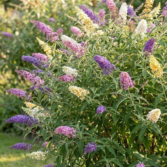 25 Butterfly Bush Seeds Flower Seed Perennial Flowers Bees “Purple White Yellow”