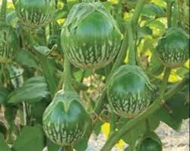 100++ seeds – Thai small eggplant – Petch Siam – Vietnamese CA PHAO Aubergine,
