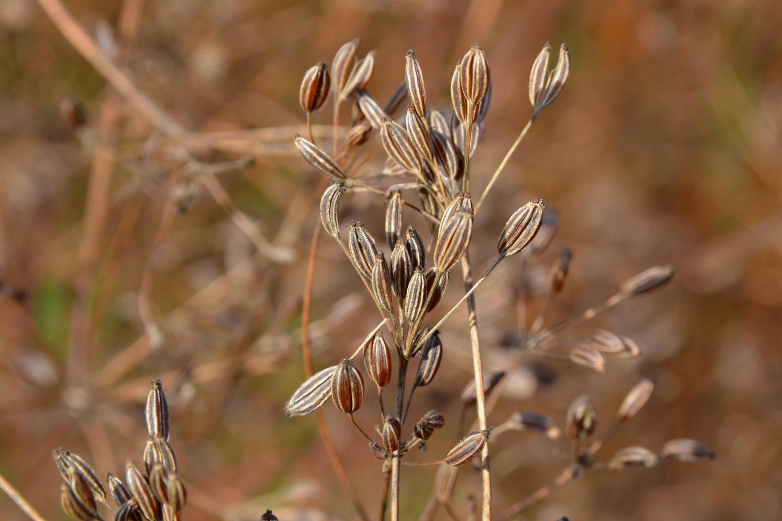 Caraway Seeds for Growing, Non-GMO, With Tracking, Culinary Herb Seeds, Urban
