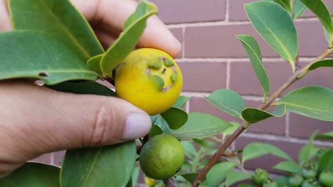 20 Yellow Lemon Guava seeds. The fruit tasted great