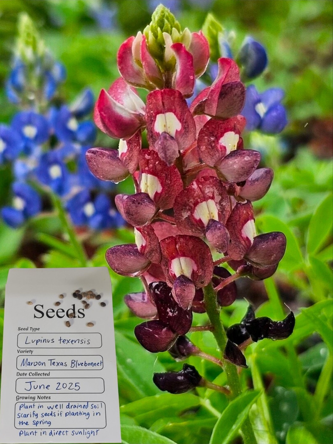 Maroon Texas Bluebonnet Seeds X20 (Lupinus texensis) Heirloom Native Gardening