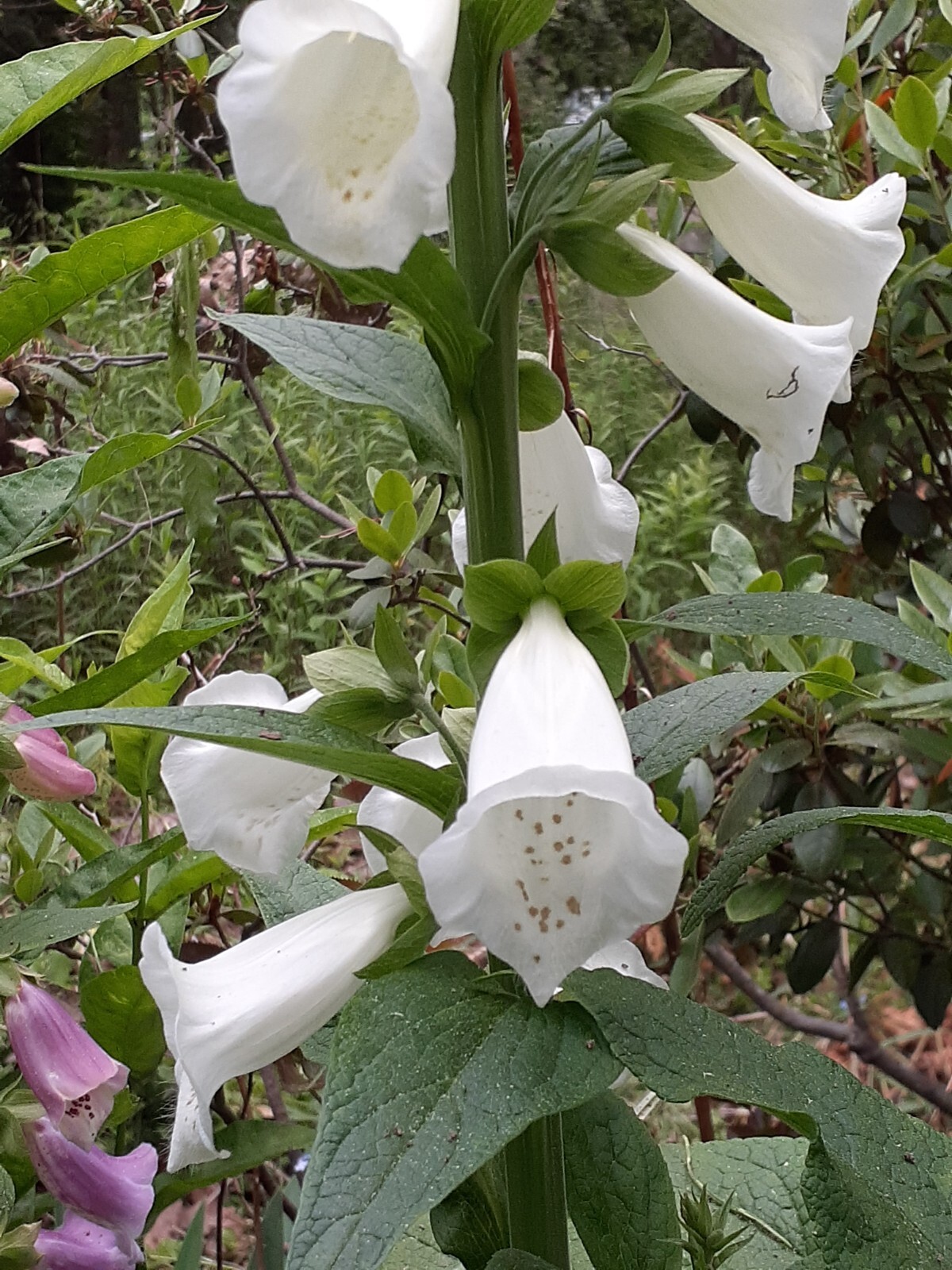 digitalis foxglove seed mix 50+ perennial seed