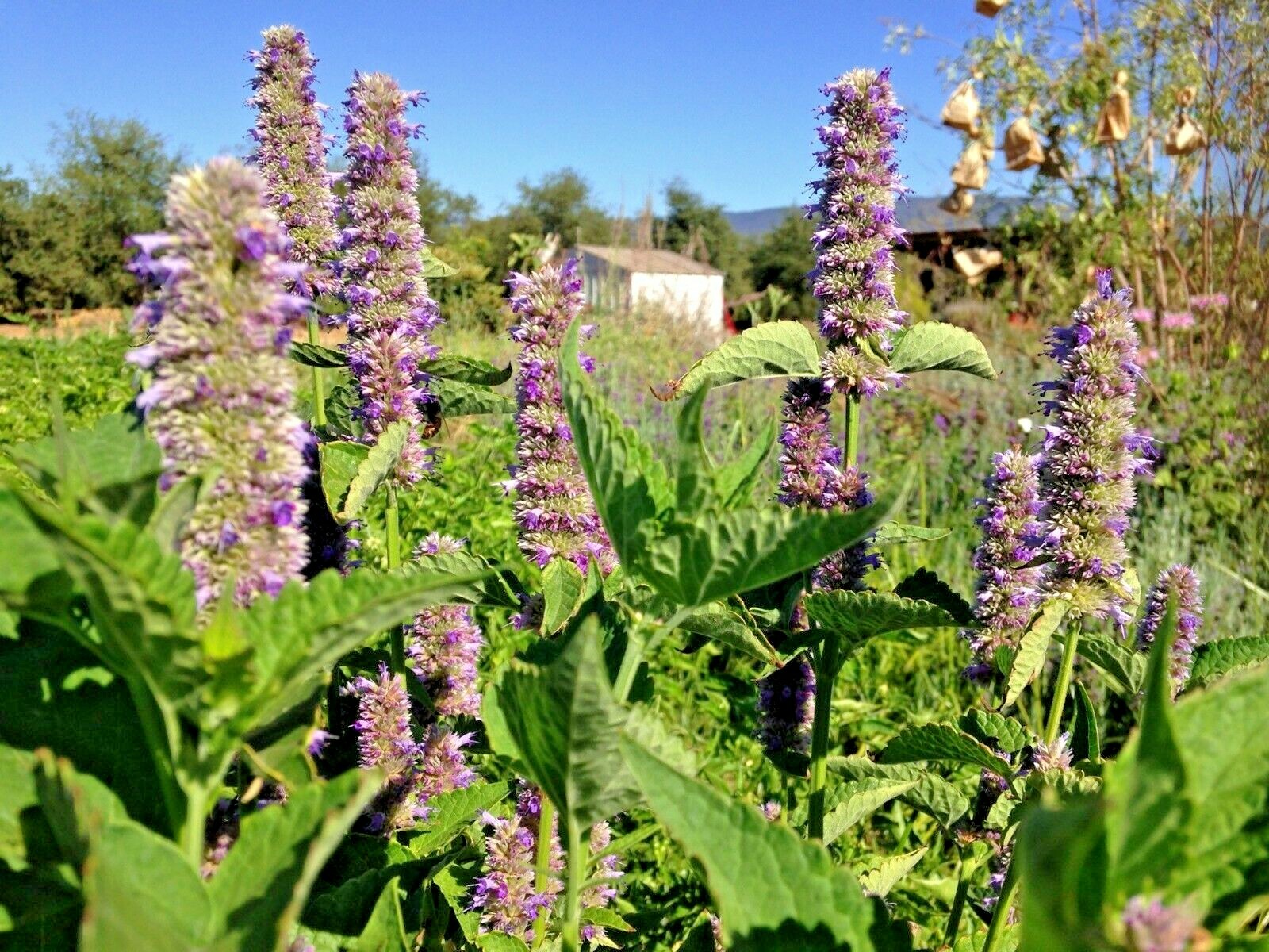 101+Purple GIANT HYSSOP Seeds Native Wildflower Drought Heat Cold Pollinators