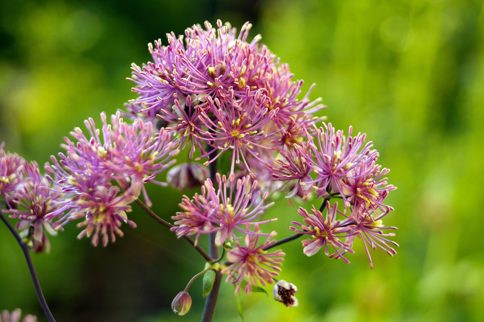 5 COLUMBINE MEADOW RUE Thalictrum Aquilegifolium Purple Pink Flower Seeds