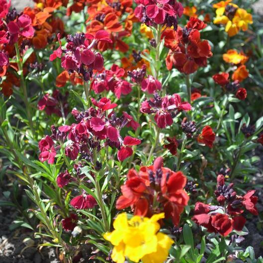Wallflower ENGLISH Mix Fragrant Bi-Colored Perennial, Biennial Non-GMO 500 Seeds