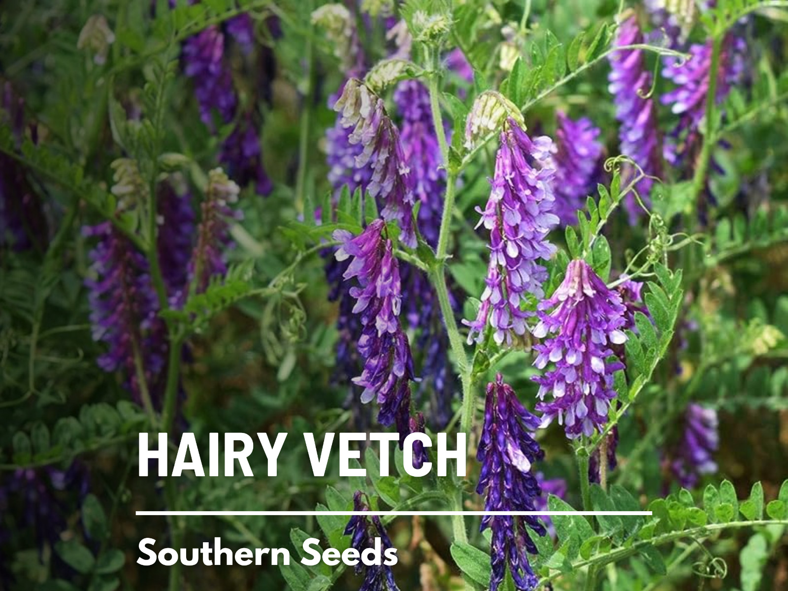 Hairy Vetch seeds – Heirloom Cover Crop (Vicia villosa) – Nitrogen Fixing and So