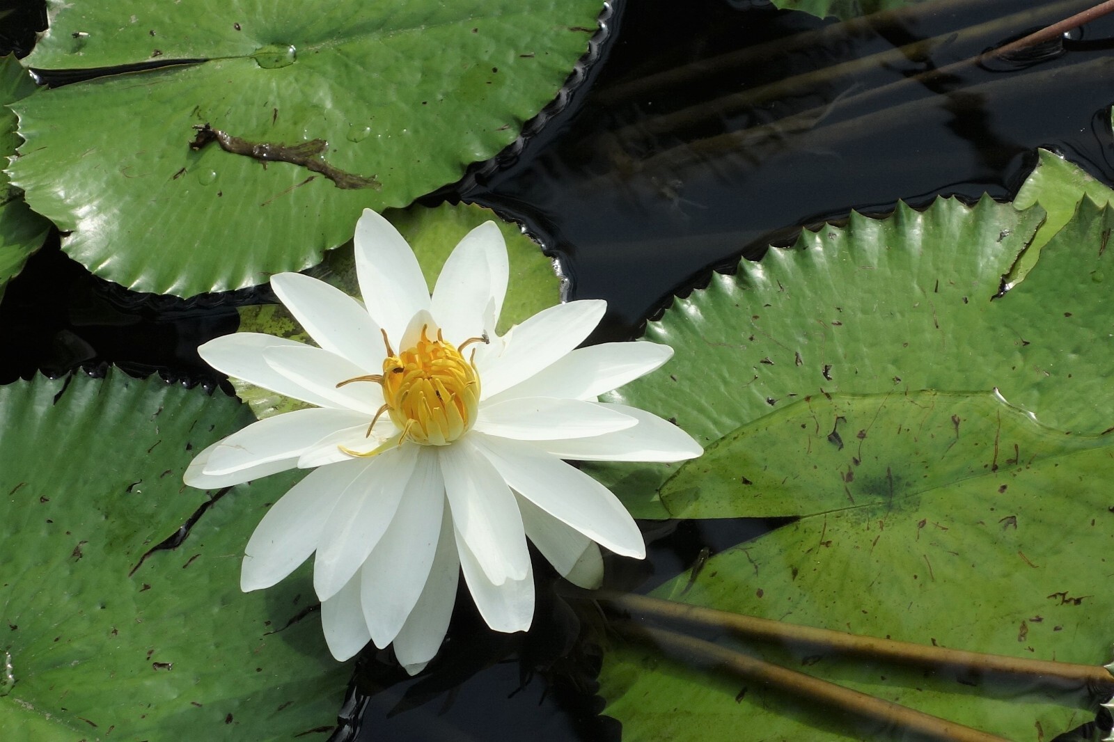 Nymphaea Pubescens White 500 Seeds, Hairy Water Garden Lily For Aquarium Ponds
