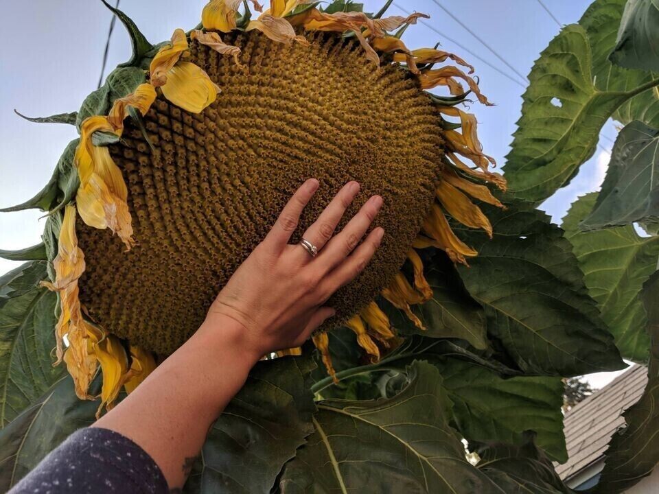 10+ Mammoth Grey Stripe Sunflower Seeds – Huge – Giant – Large Sunflowers -FRESH
