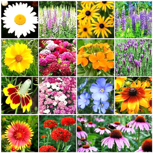 1000+ Annuals & Perennials WildFlower Mix Heirloom Pollinator Non-GMO Fresh Seed