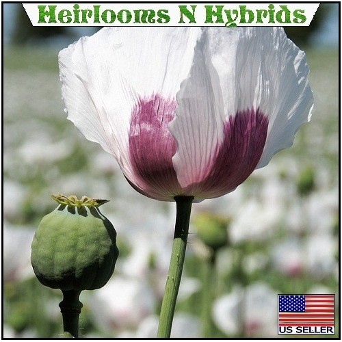 20,000 Organically Grown Tasmanian Papaevar Somniferum Poppy Seeds for Planting