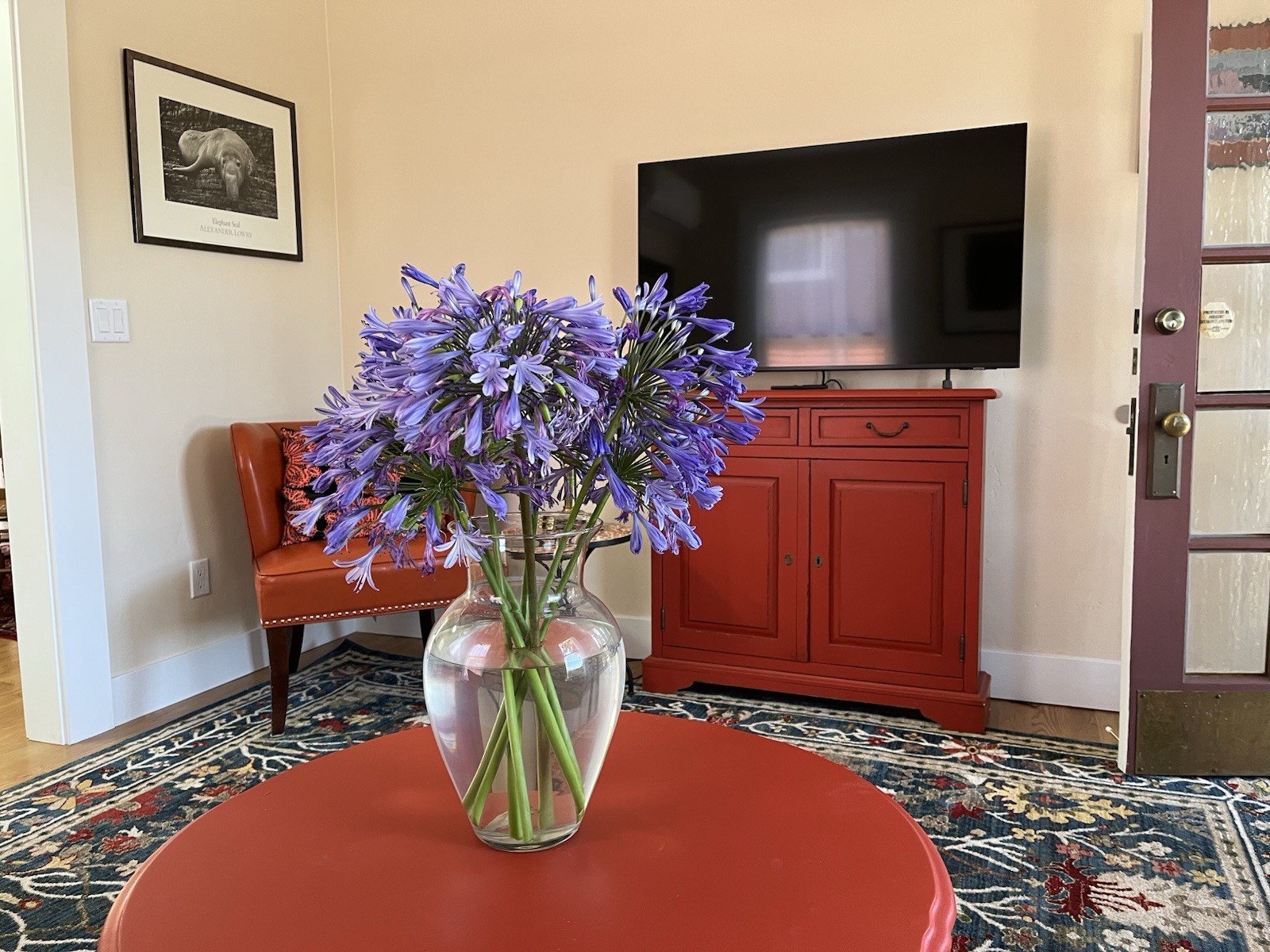 35+ AGAPANTHUS BLUE LILY OF THE NILE FLOWER SEEDS / PERENNIAL