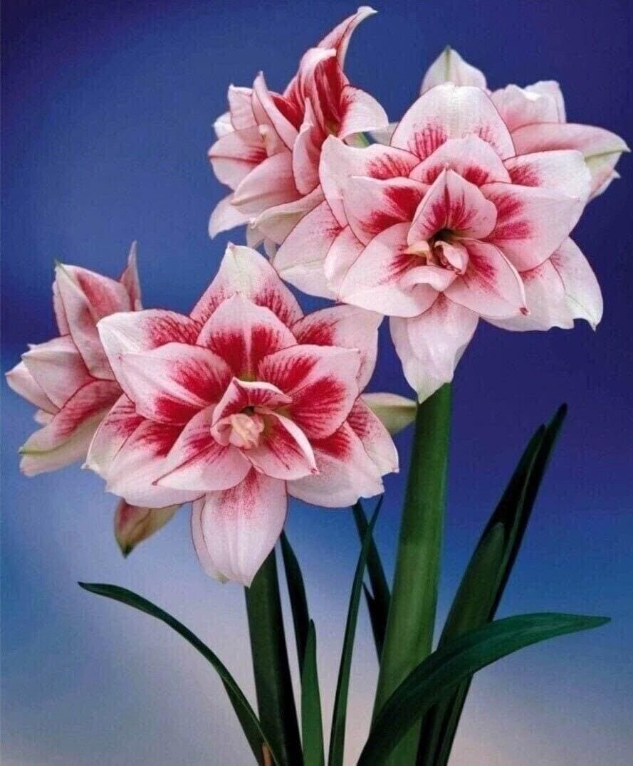 Extra Large Amaryllis ELVAS 30/32 cm large – US Seller