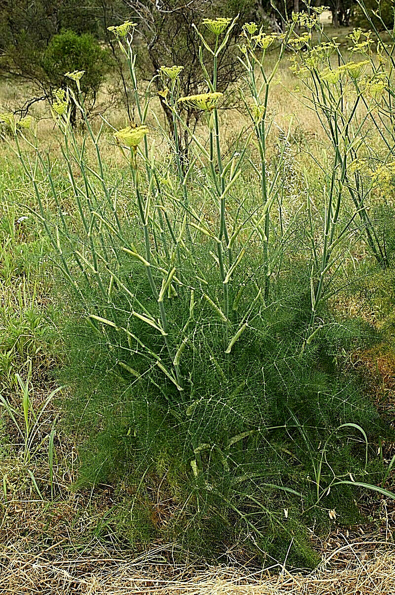 FENNEL 100 SEEDS, FERN-LIKE FOLIAGE, YELLOW FLOWERS, LICORICE FLAVER