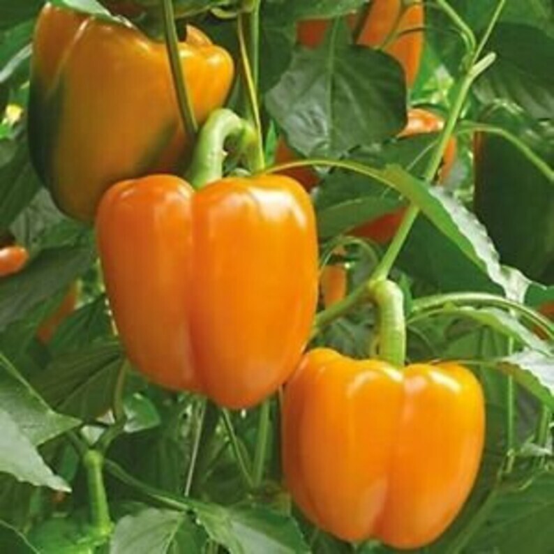 120+ Orange Sun Sweet Bell Pepper seeds – Heirloom – NON-GMO — FRESH