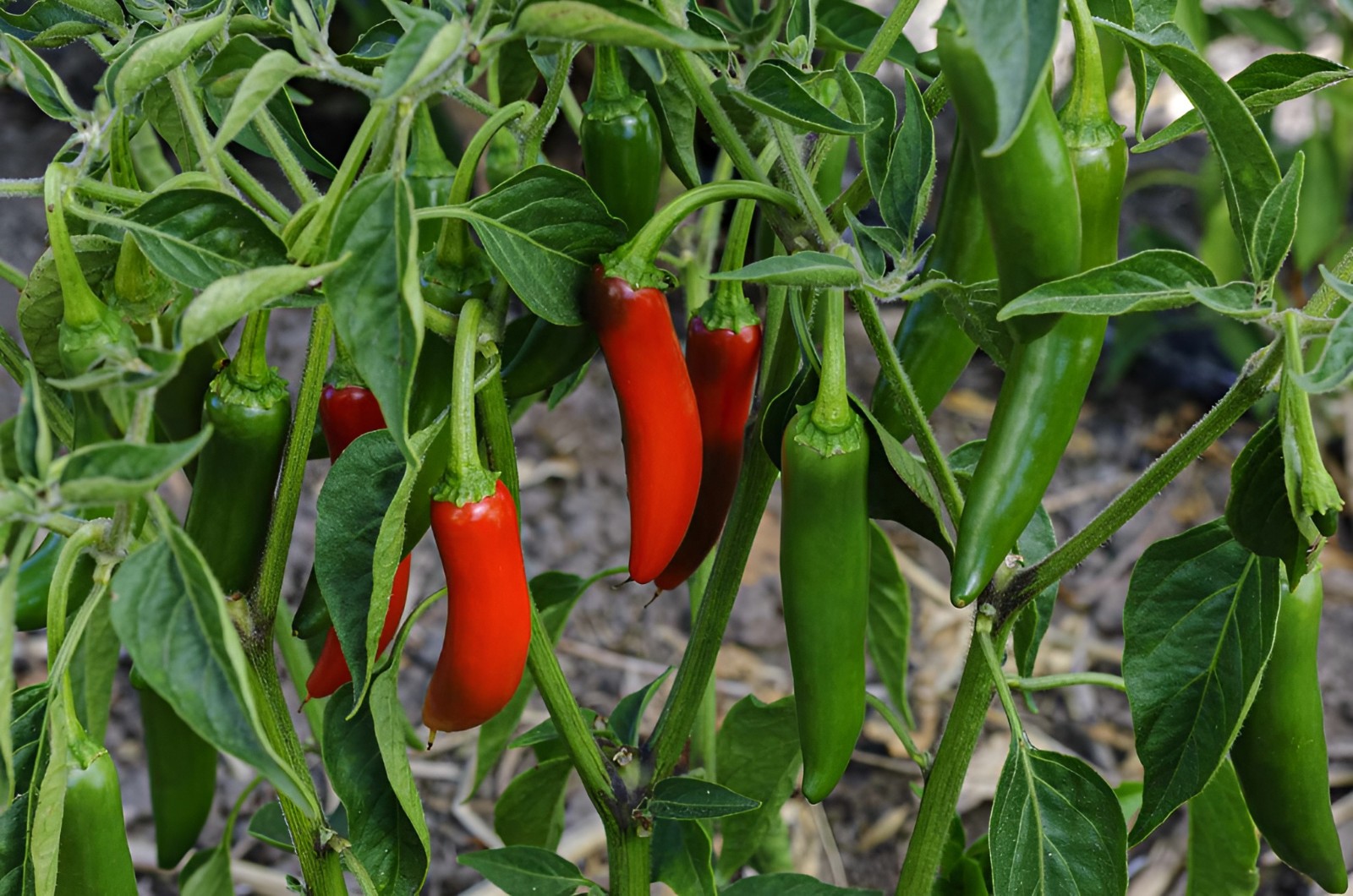 150+ Heirloom Organic Serrano Pepper Seeds HOT Non-GMO Pico – De Gallo Pepper!
