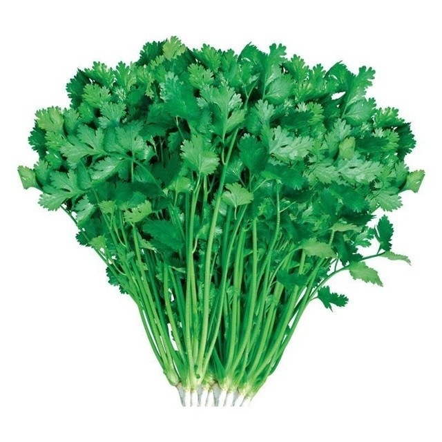 200+ Cilantro / CORIANDER Seeds | Heirloom – Non-GMO | Herb Seeds – USA SELLER