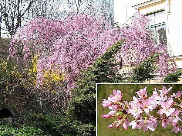 Weeping Higan Cherry, Prunus subhirtella pendula, Tree Seeds